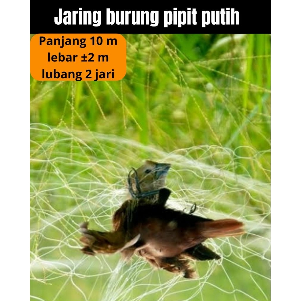 jaring putih untuk burung pipit panjang 10 meter lebar±2 meter lubang 2 jari jaring burung murah kua