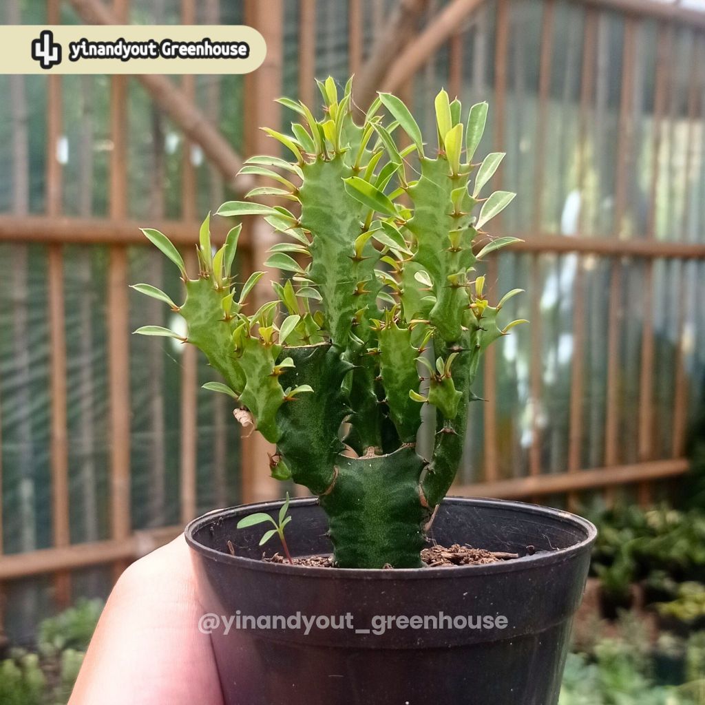 African Milk Tree – Euphorbia trigona | Kaktus Sukulen Tanaman Hias Unik – Koleksi Euphorbia
