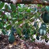 Entres alpukat pinkerton - pinkerton alpukat premium