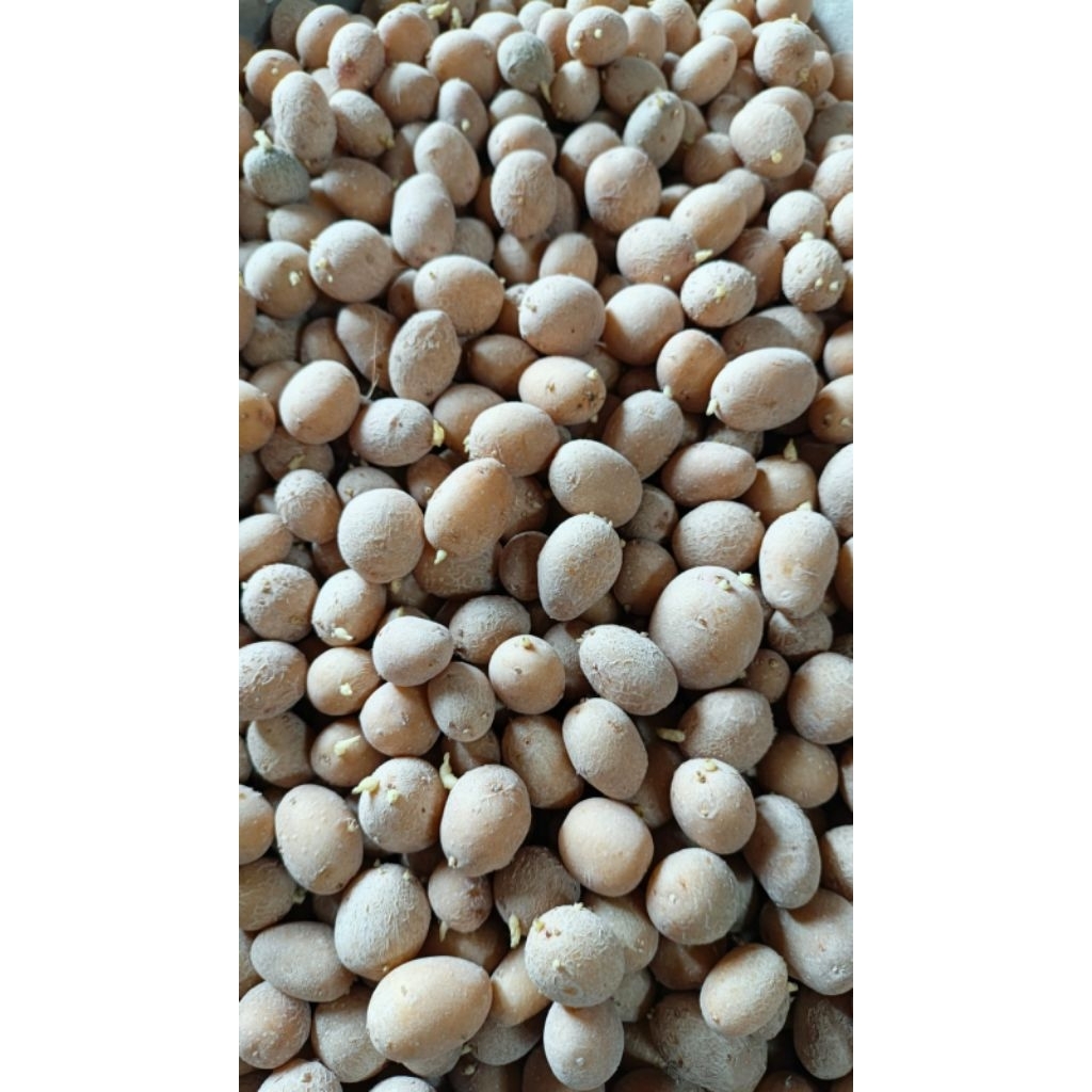 Bibit kentang g0 ukuran telur puyuh siap tanam harga/butir