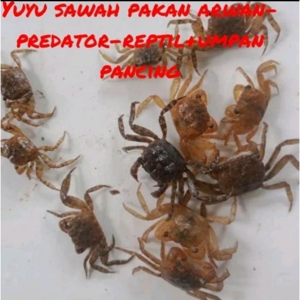 yuyu sawah 20 pcs/ekor umpan pancing bawal... GACOR..