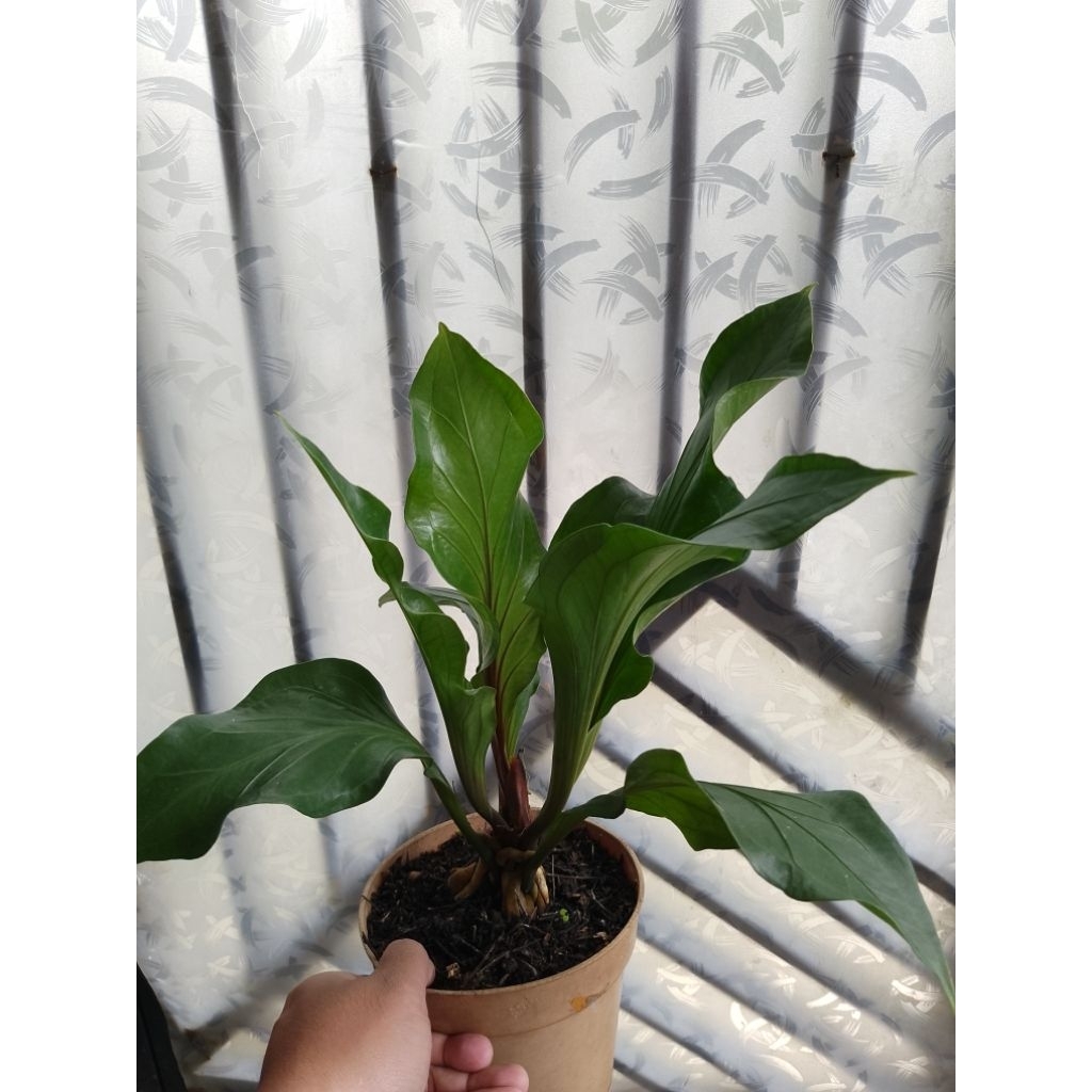 anthurium obor merah