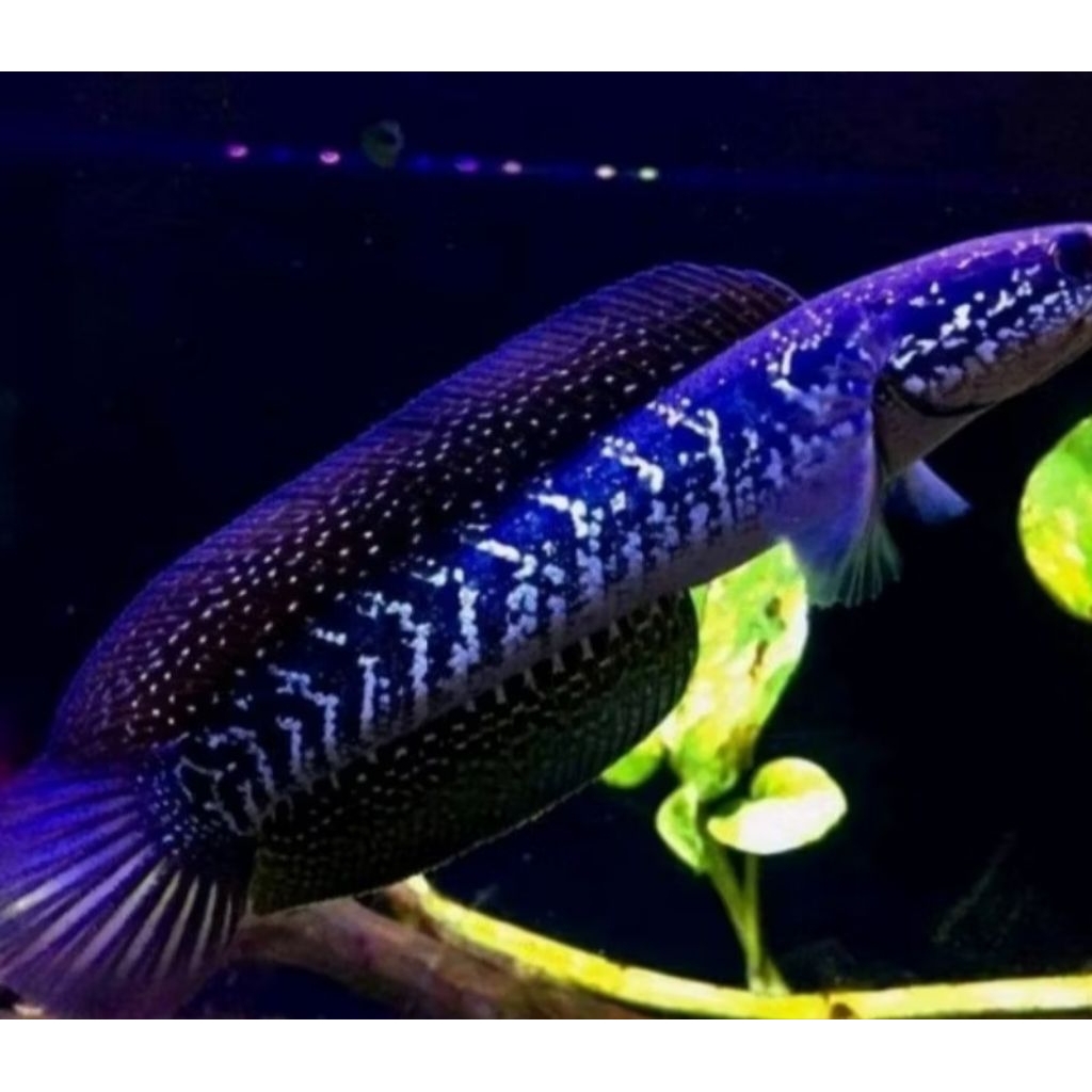 Ikan Sentarum Kuning Maru 10-30cm Berkualitas Tinggi dengan Mata Merah