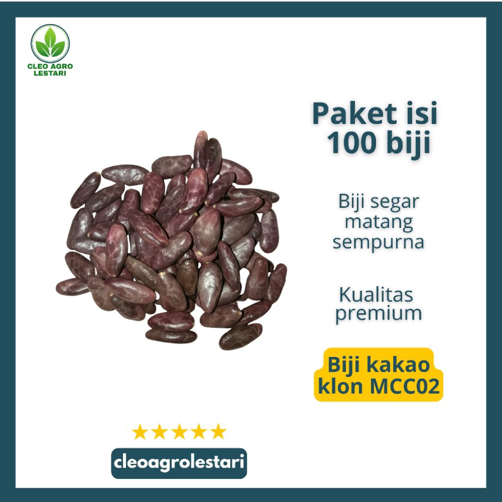 Buah/biji Kakao MCC02 Unggul | 50 & 100 Biji Kakao Siap Semai Kualitas Premium