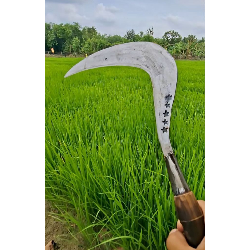 SABIT ARIT POTONG RUMPUT DAN PANEN PADI KUALITAS BAGUS