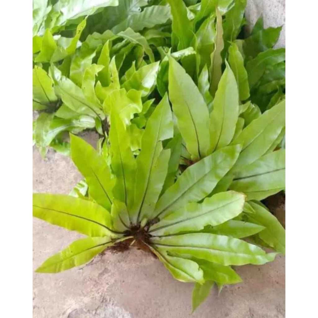 promo 5biji Tanaman Hias Kadaka Mini Sp YL - Pohon, Darat, Hiasan Aquascape