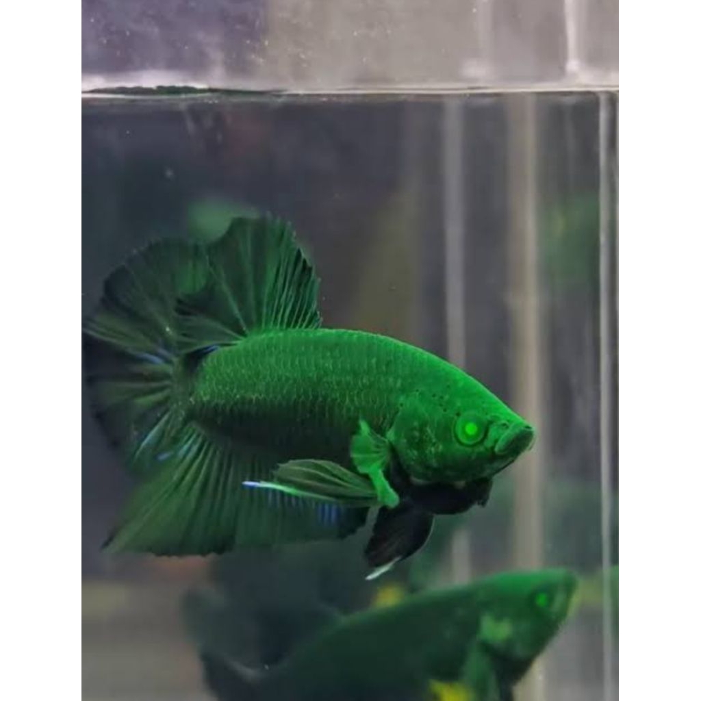 ikan cupang avatar hulk mata ijo asli thailand GRED A++ VVIP contes . male / jantan .size dewasa . i