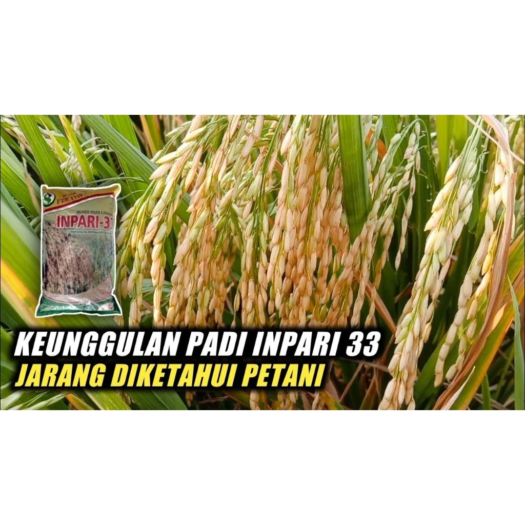 Panen dijamin berkualitas dengan Bibit Benih PADI INPARI 33 1kg