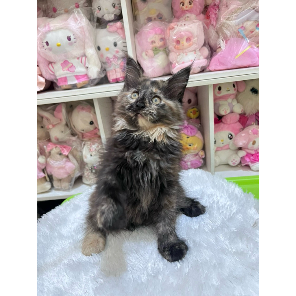 Kucing Mainecoon Kitten Betina