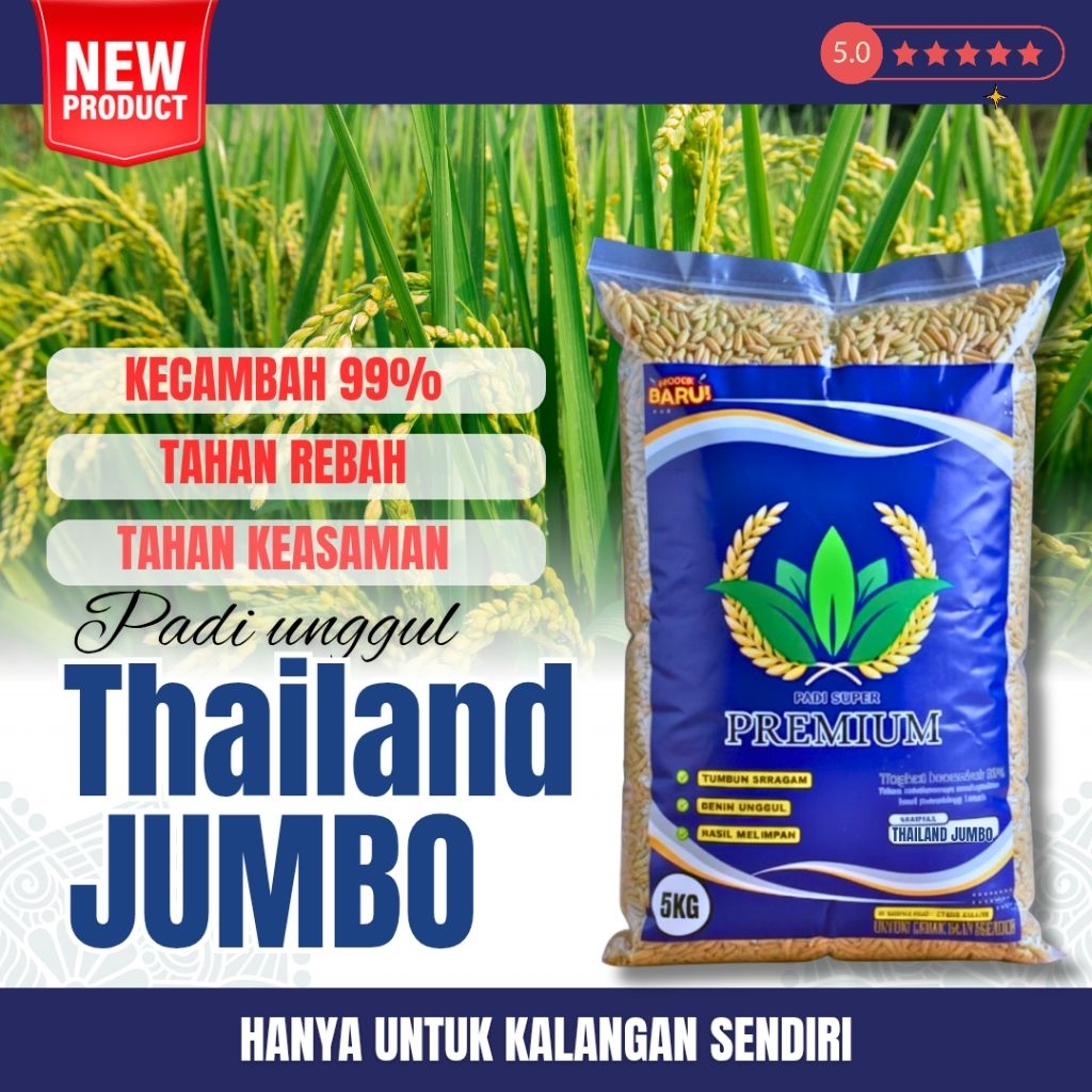 Benih padi unggul thailand jumbo original benih padi unggul thailand jumbo original 5kg