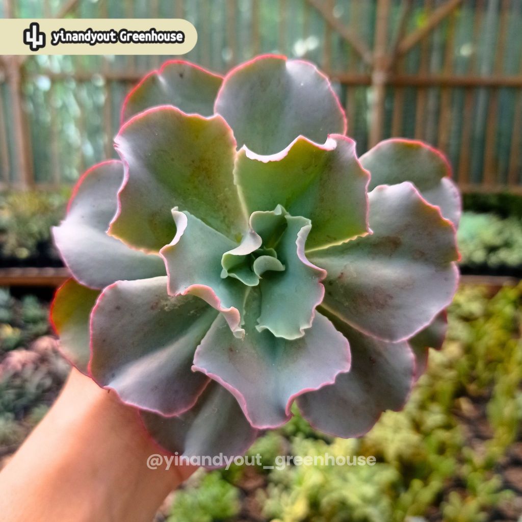 Ruffles Echeveria – Echeveria Shaviana | Kaktus Sukulen Tanaman Hias Unik – Koleksi Echeveria