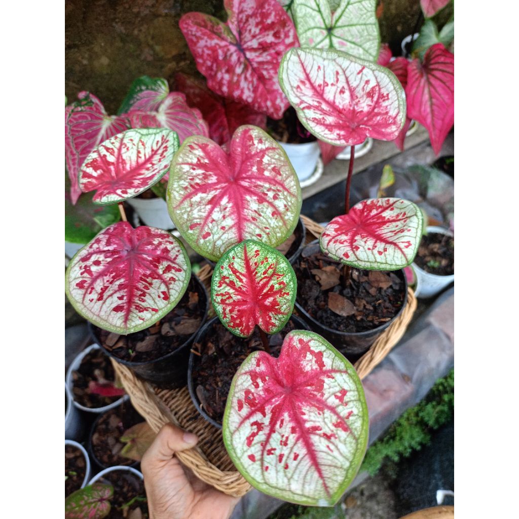 Caladium Tootsie Thailand Series
