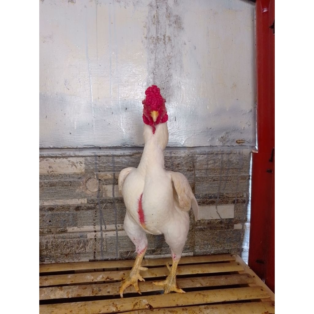 Ayam Ko Shamo Cho Shamo Import Japan Mewah Gagah