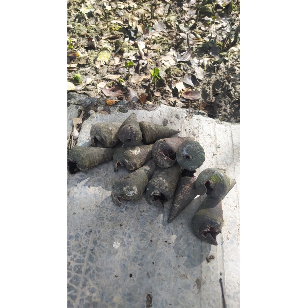 UMPAN PANCING AMIS IKAN LELE BAWAL SEMBILANG MANCING GALATAMA SIPUT PESISIR LAUT KEONG KERUCUT KELOR