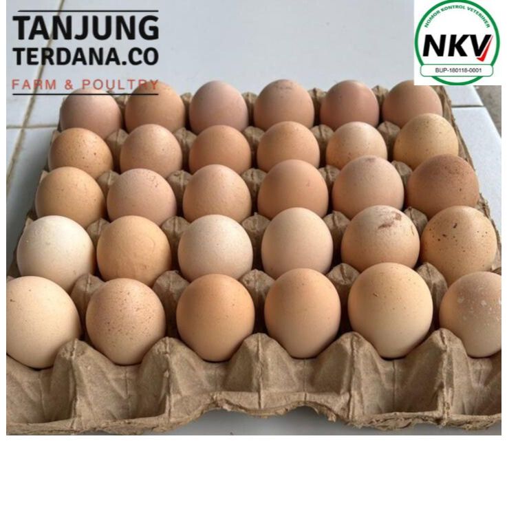 FRESH EGGS Telur Krim ''Telur Dari Ayam Tua Kualitas Sama Seperti Telur Ayam Negri Biasa Kiloan Grad