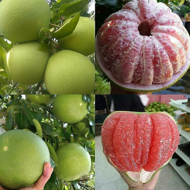 Jeruk Bali 1 Kg | Jeruk Bali Premium 1 kg | Pamelo 1 kg