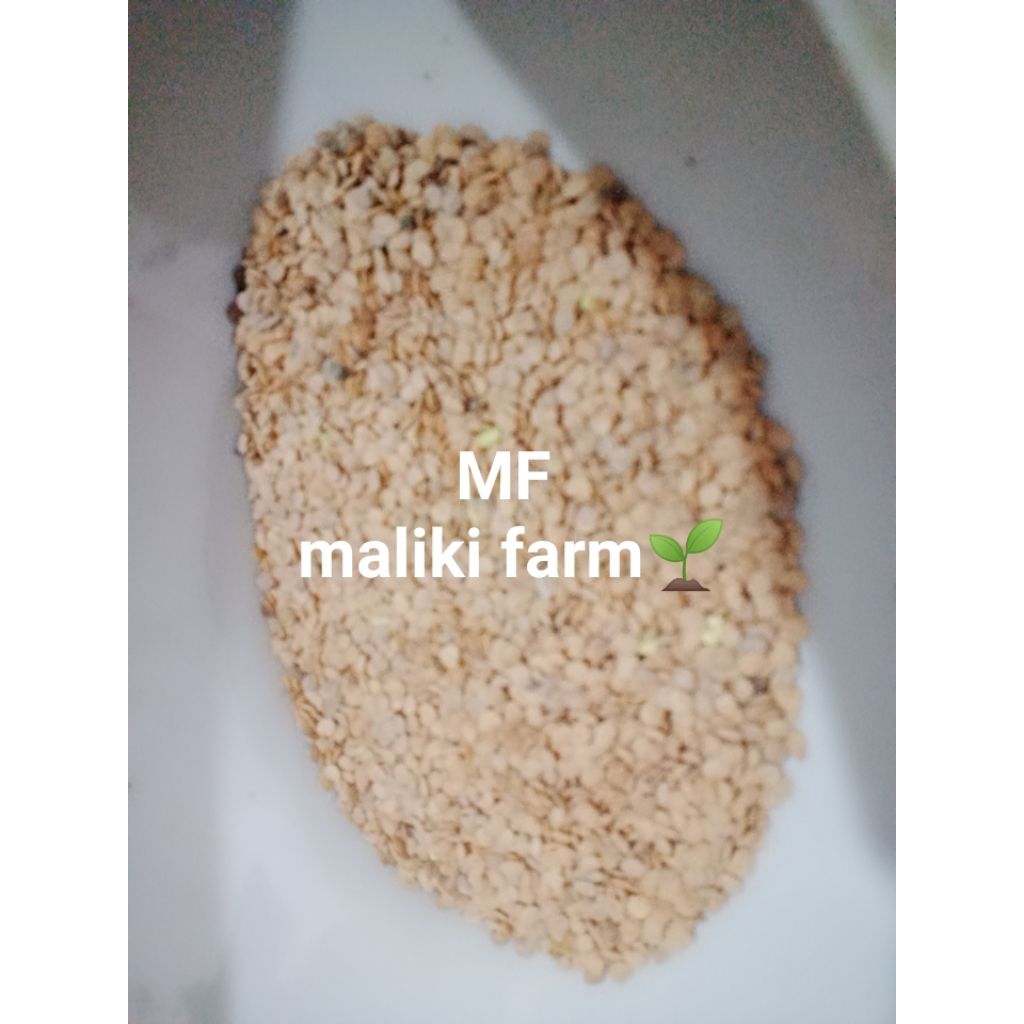 BenihTerongUngupakTani(100seed)produkM.Fasli/original,mututerbaik