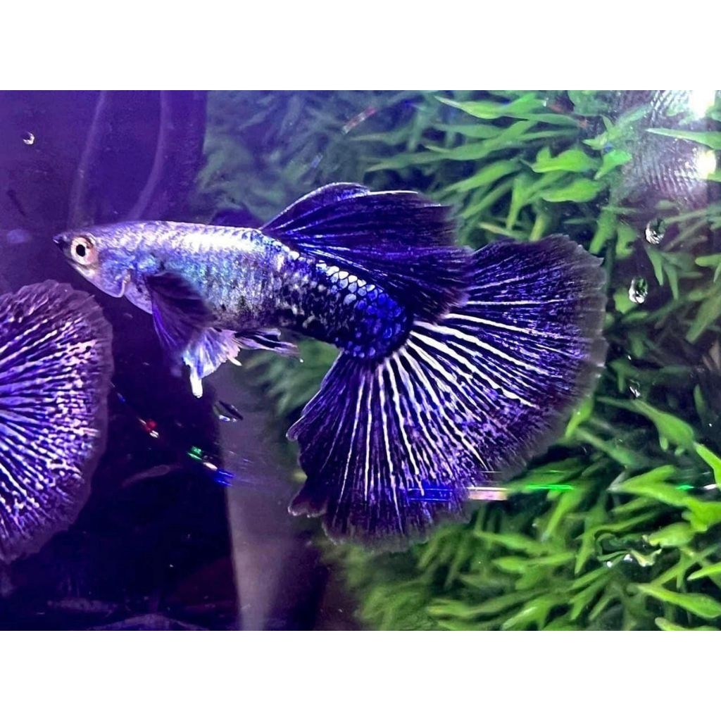 tanaman air guppy purple dragon