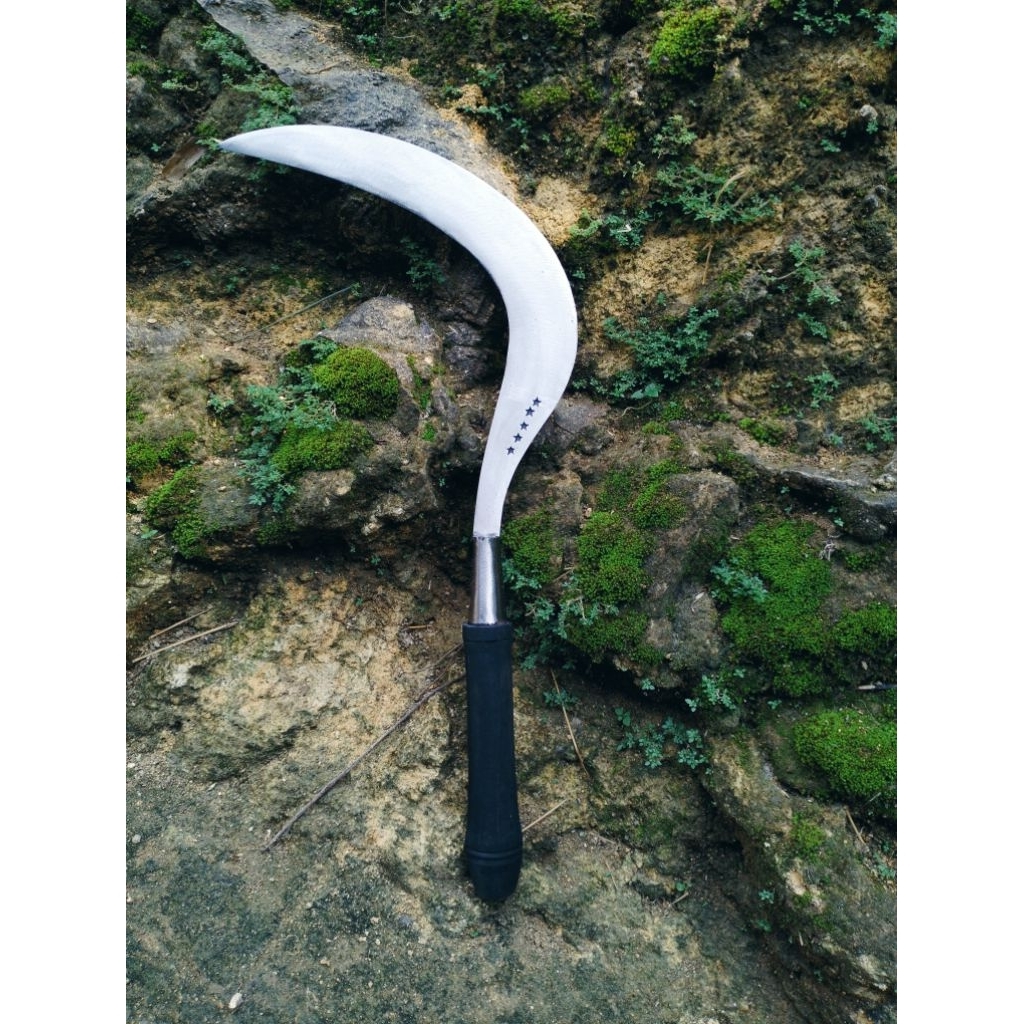 arit rumput bintang 5 asli produk Madura Ori