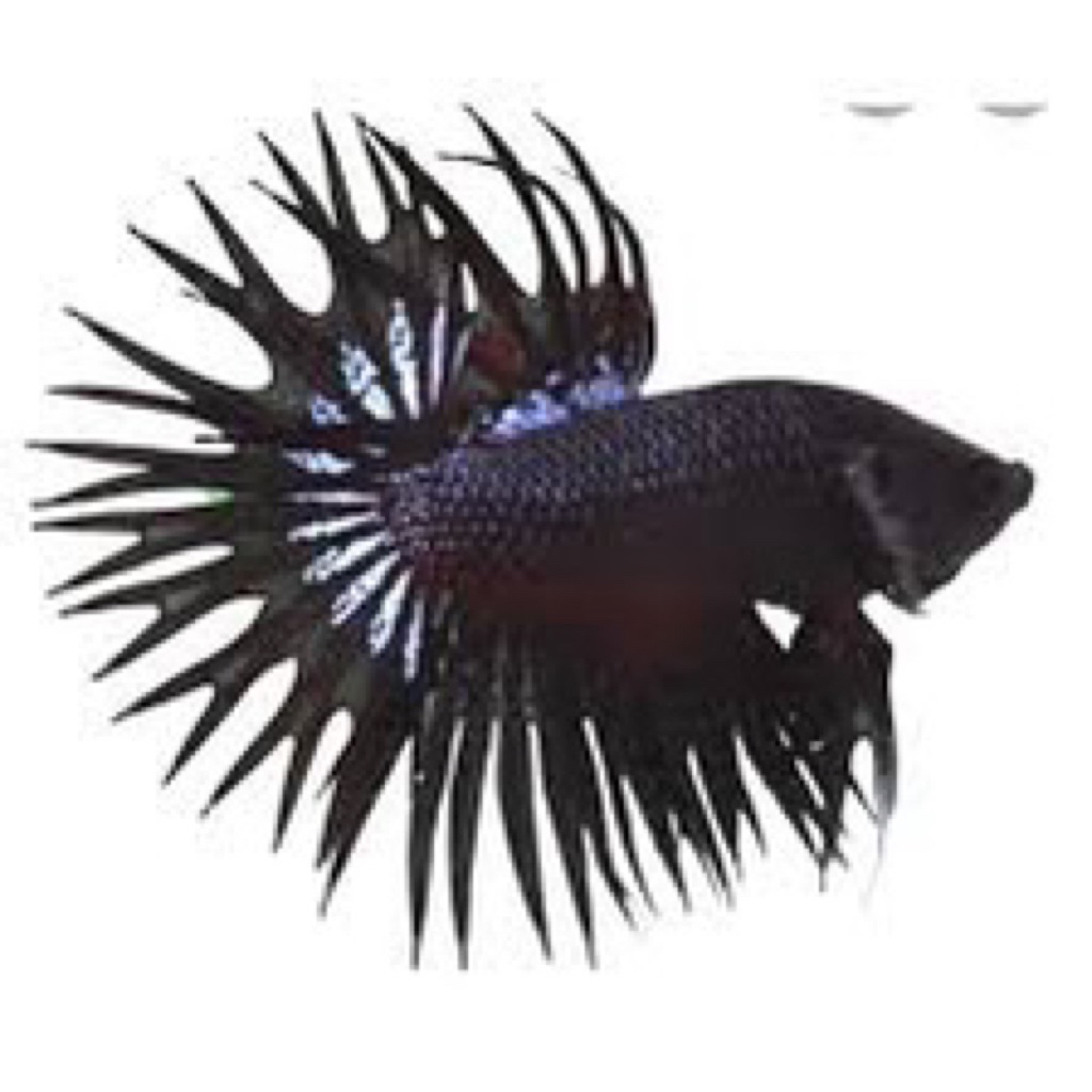 stiker cupang CT black orchid