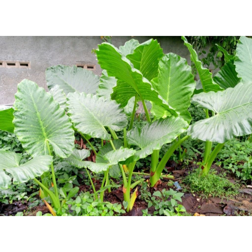 Pohon Sente Hijau / Talas