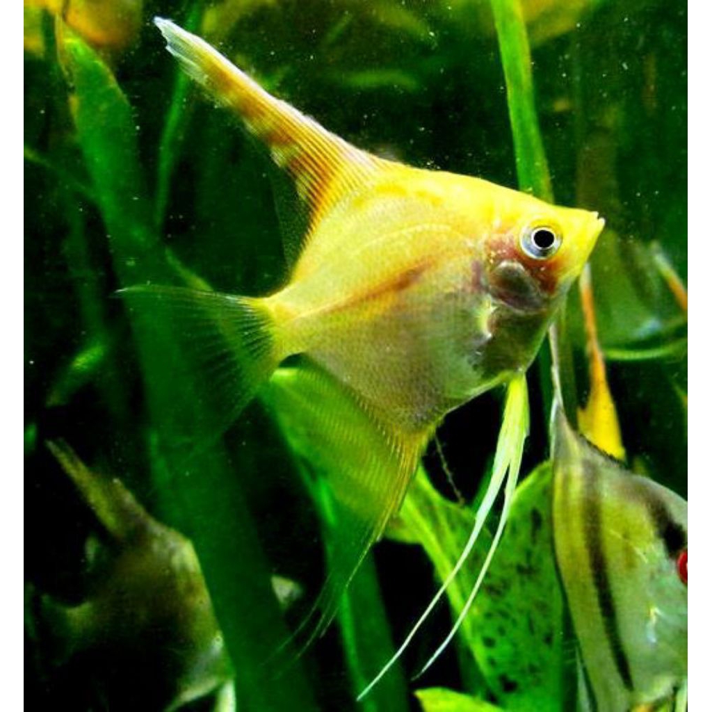 ikan manfish golden aquascape
