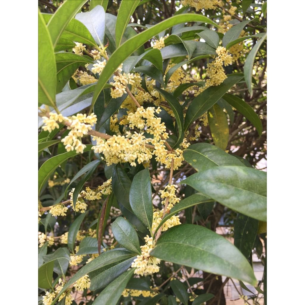 Bibit Tanaman Sweet Osmanthus Kondisi Rimbun&Berbunga