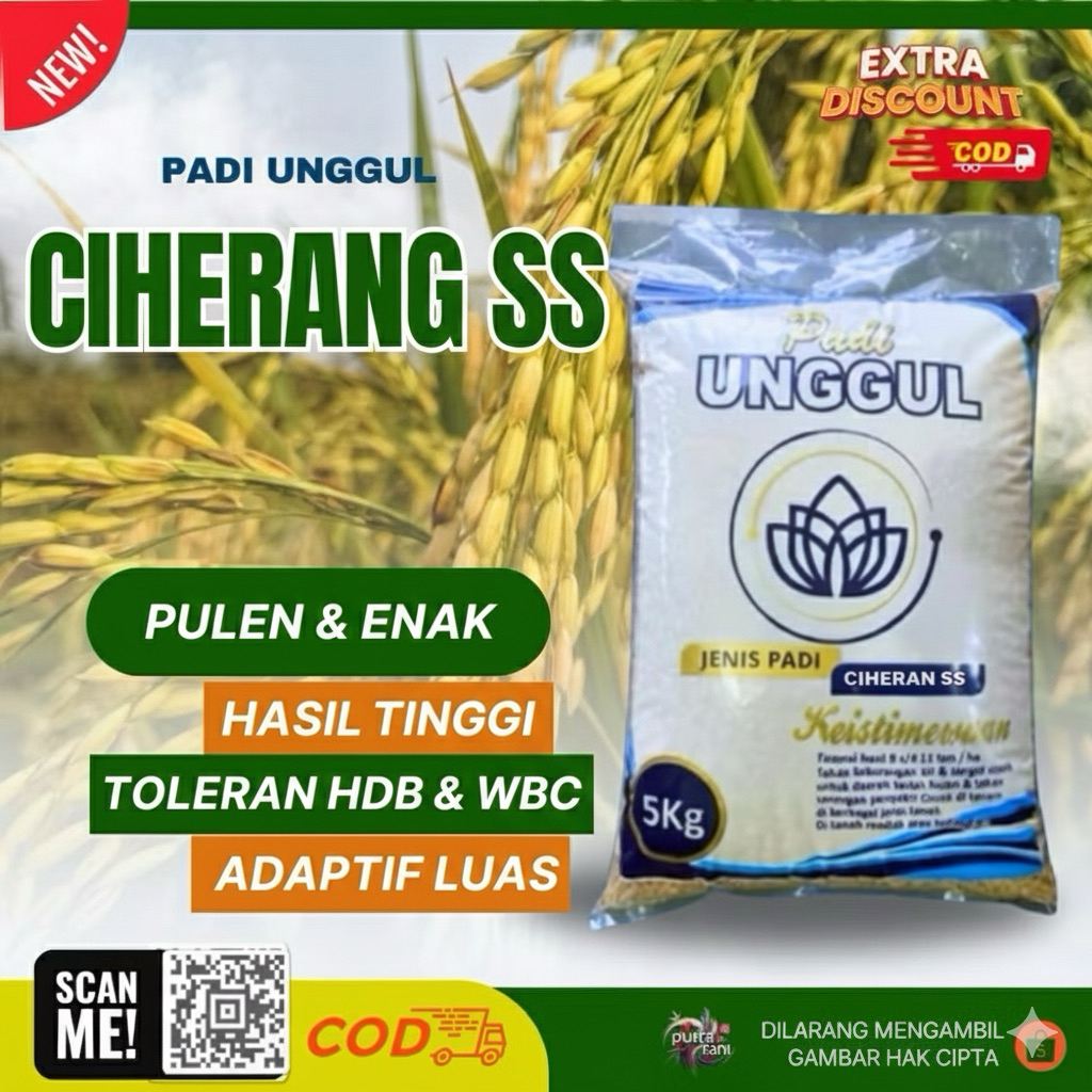 PADI  GALUR UNGGUL CIHERANG SS 5KG