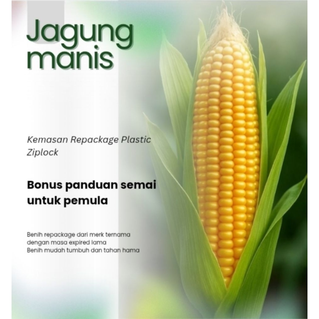 Benih Jagung Manis F1 Hibrida