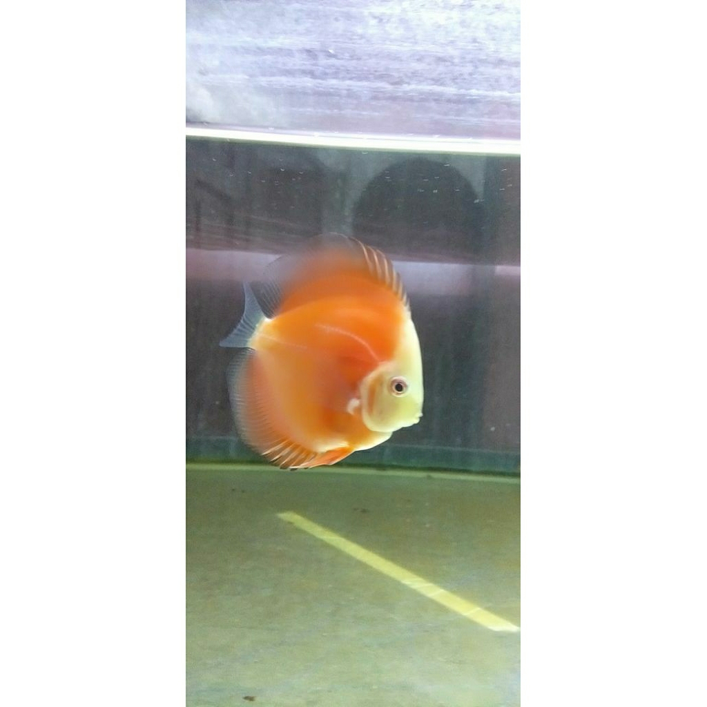 Ikan discus Red melon