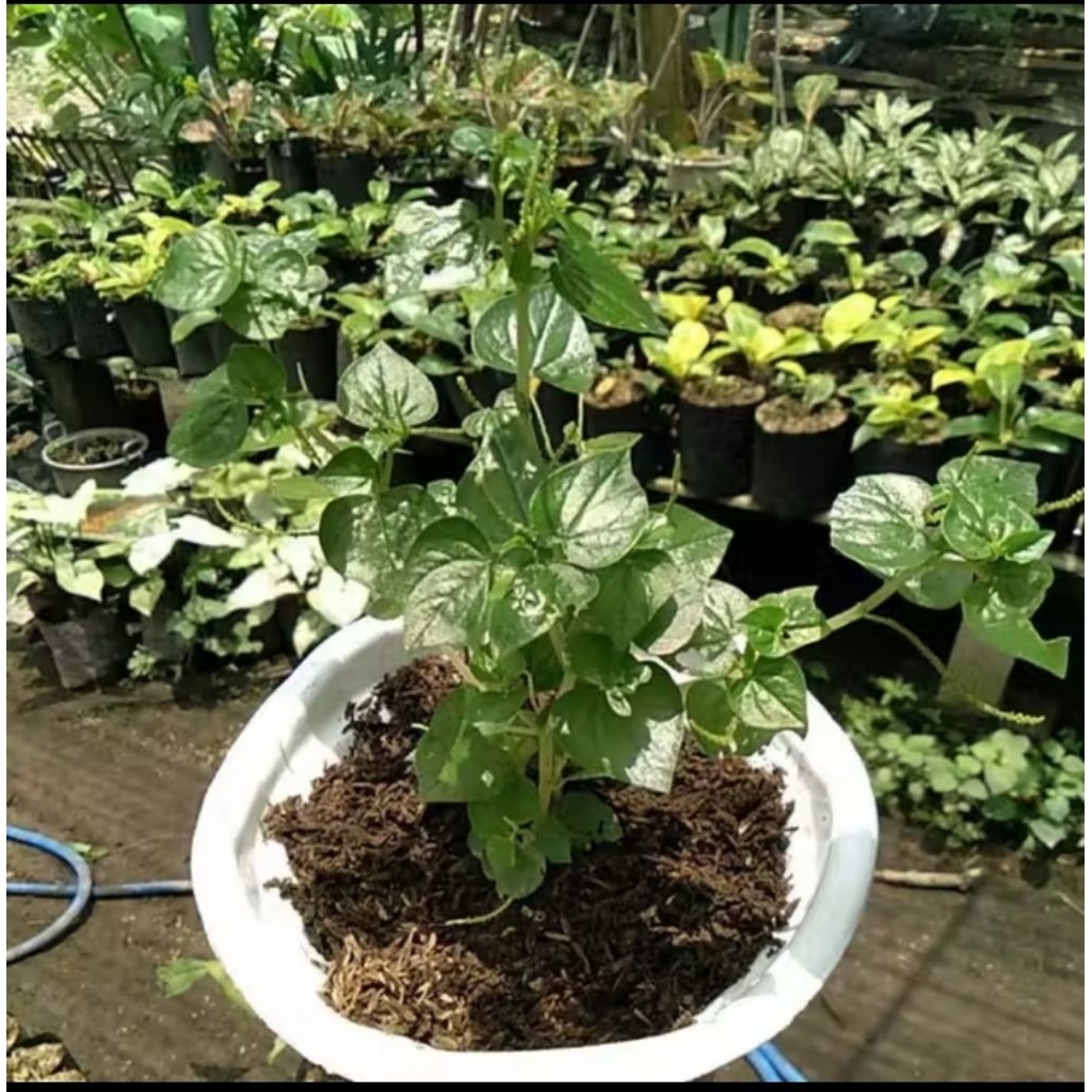 sirih cina / tumpang air herbal sirih cina