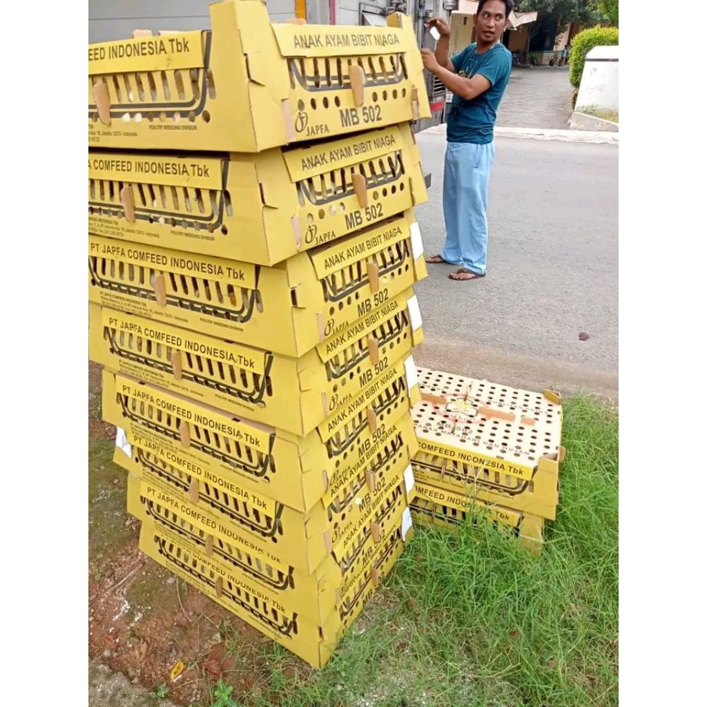 doc ayam broiler sudah vaksin marek