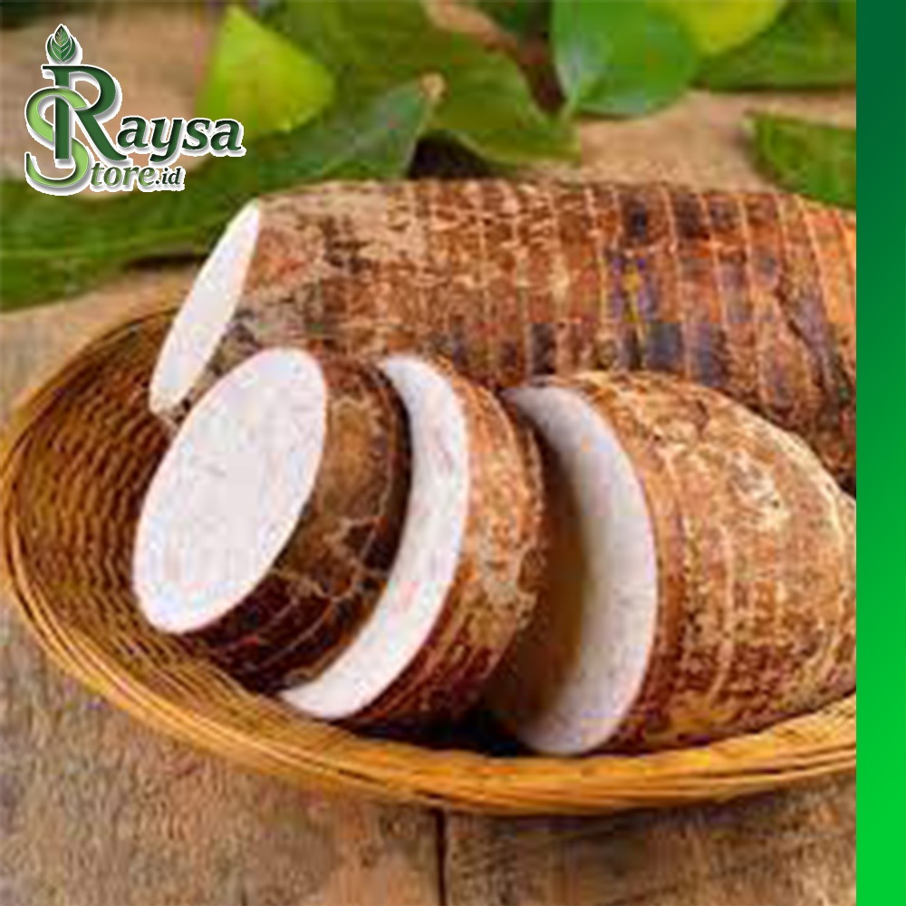 Talas Bogor Mentah Segar Rasa Unik Kaya Vitamin Berat 1Kg