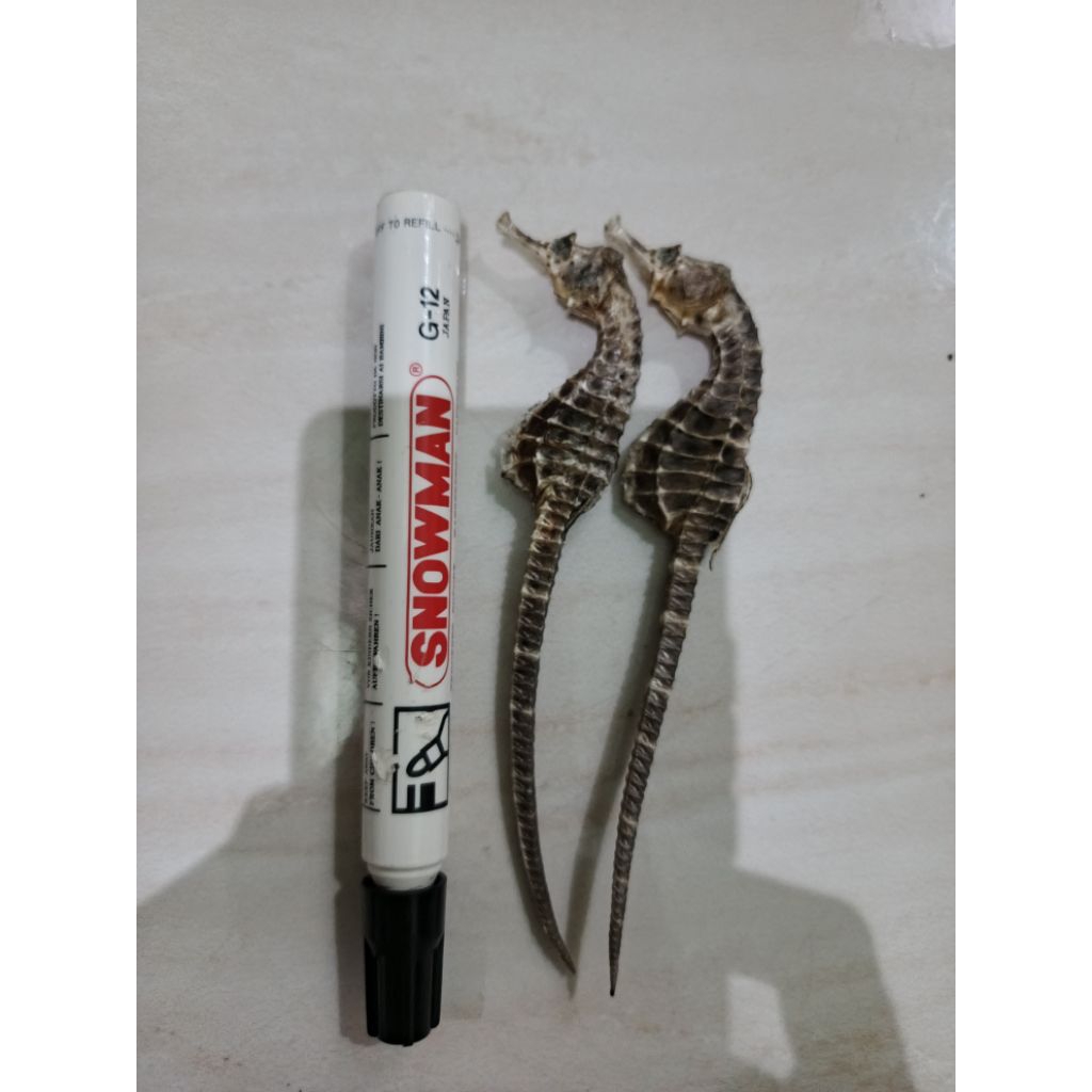 kuda laut kering, kudalaut rendaman herbal , kuda laut kusus pria, kuda laut gingseng, kuda laut ker