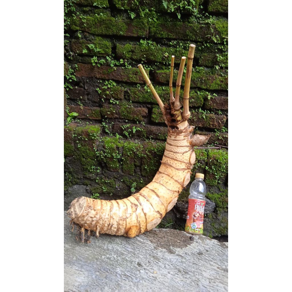 Bahan bonsai bambu kuning