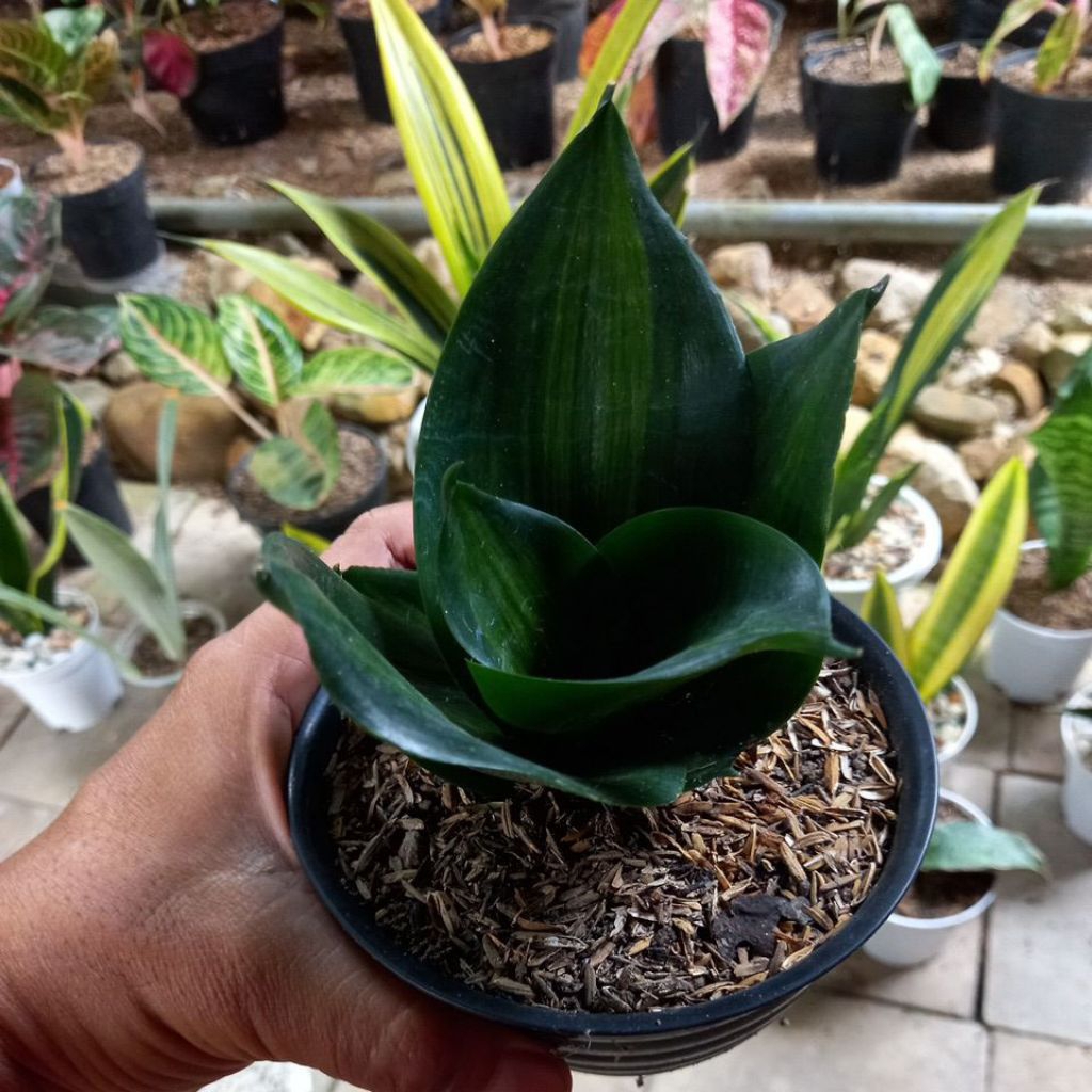 Sansevieria Greenmol Variegata