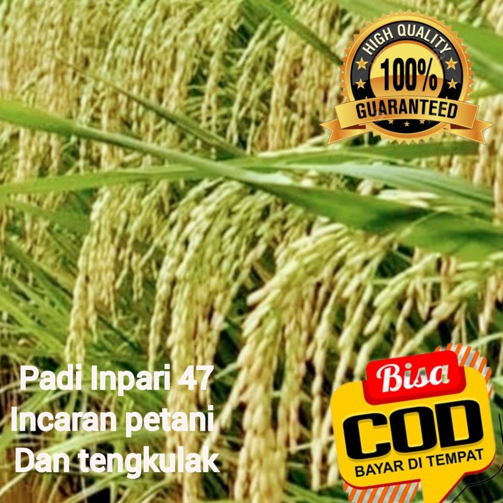 bibit padi Inpari 47 kemasan 5kg