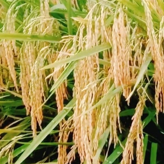 benih padi Rajasa kemasan 5kg