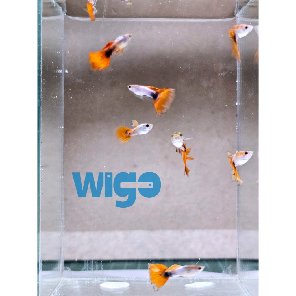 KHUSUS INSTANT Ikan Hias Guppy Platinum Green Red Tail hiasan dekorasi akuarium ikan gapi air tawar