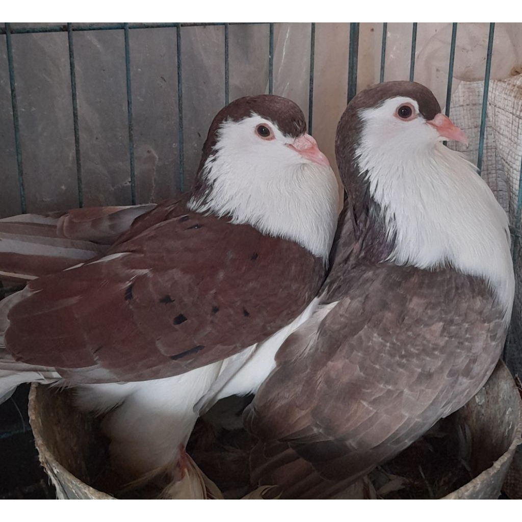 BURUNG MERPATI HIAS LAHORE ALMOND sepasang "burung sesuai foto dan video"