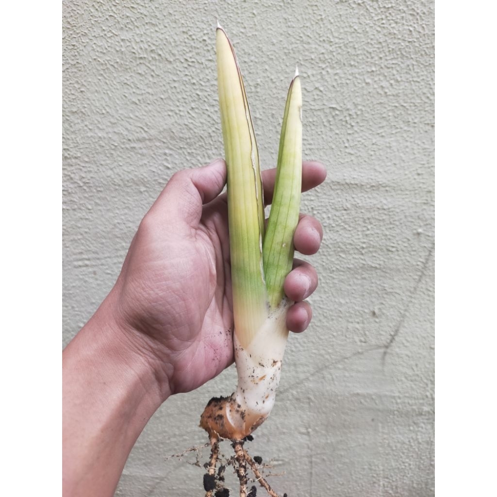 BIBIT TANAMAN HIAS SANSEVIERIA PERSONI VARIGATA