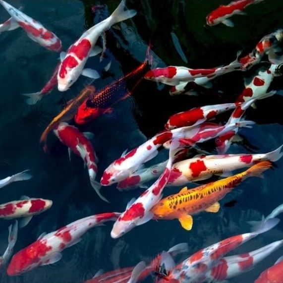 bibit koi berkualitas isi 4 jenis sanke showa siro