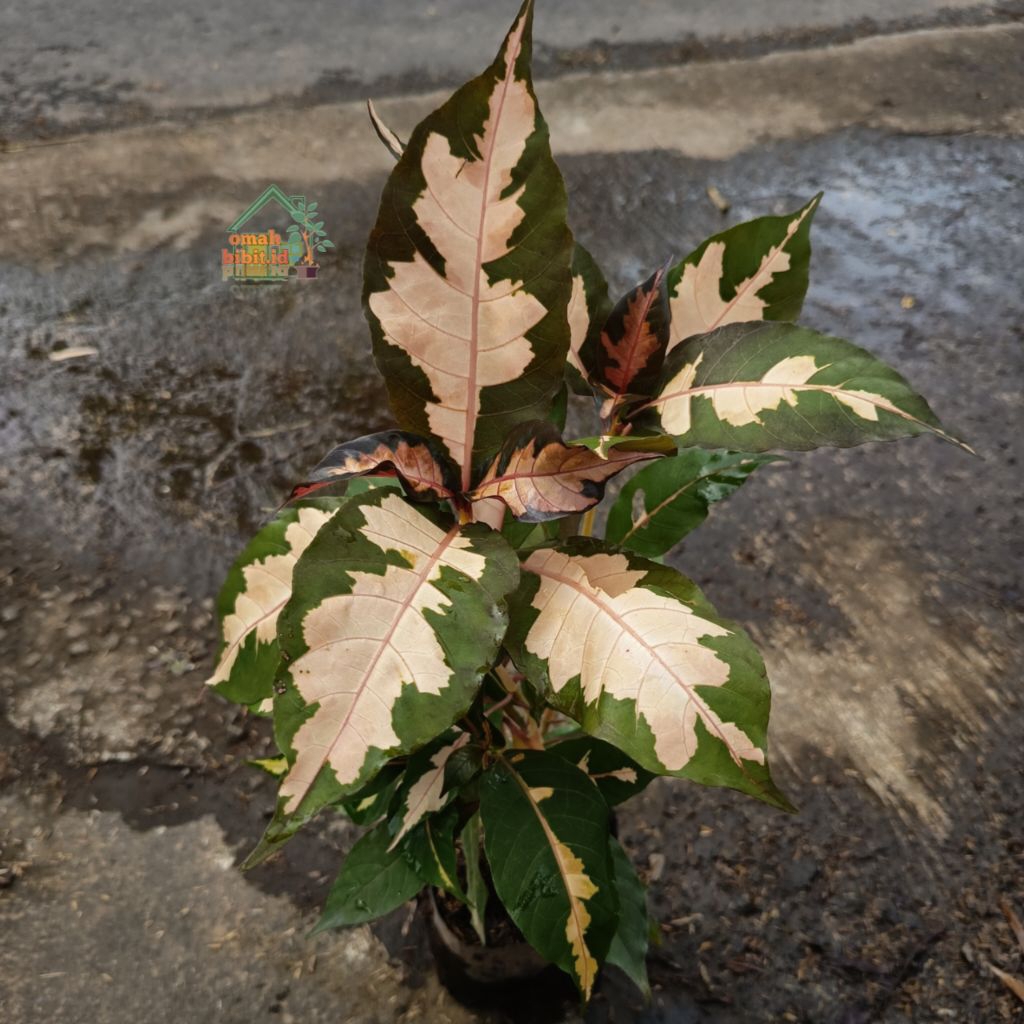 Tanaman Hias Graptophyllum Pictum Variegata