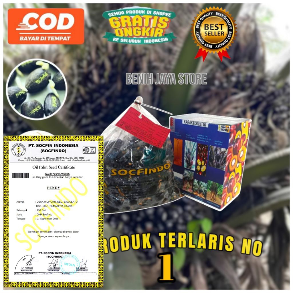 Kecambah Sawit SOCFINDO unggul bersertifikat siap tanam super Peminum