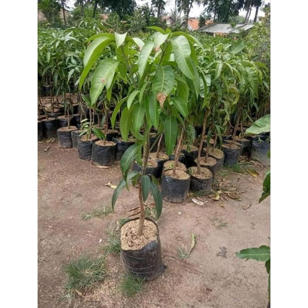 Bibit Mangga Mahatir / siap buah / okulasi / tinggi 90cm
