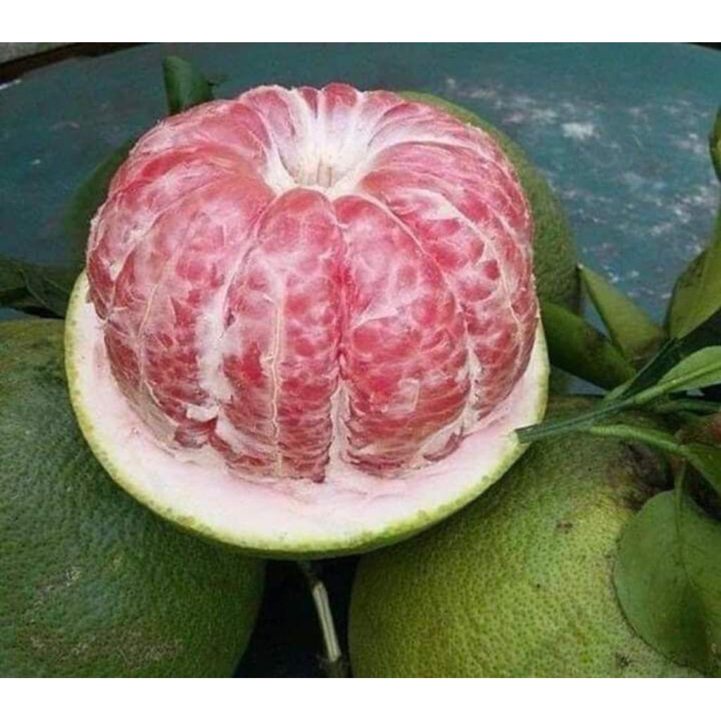 JERUK BALI Pamelo fresh  berat 1000g-1,3kg  per Buah