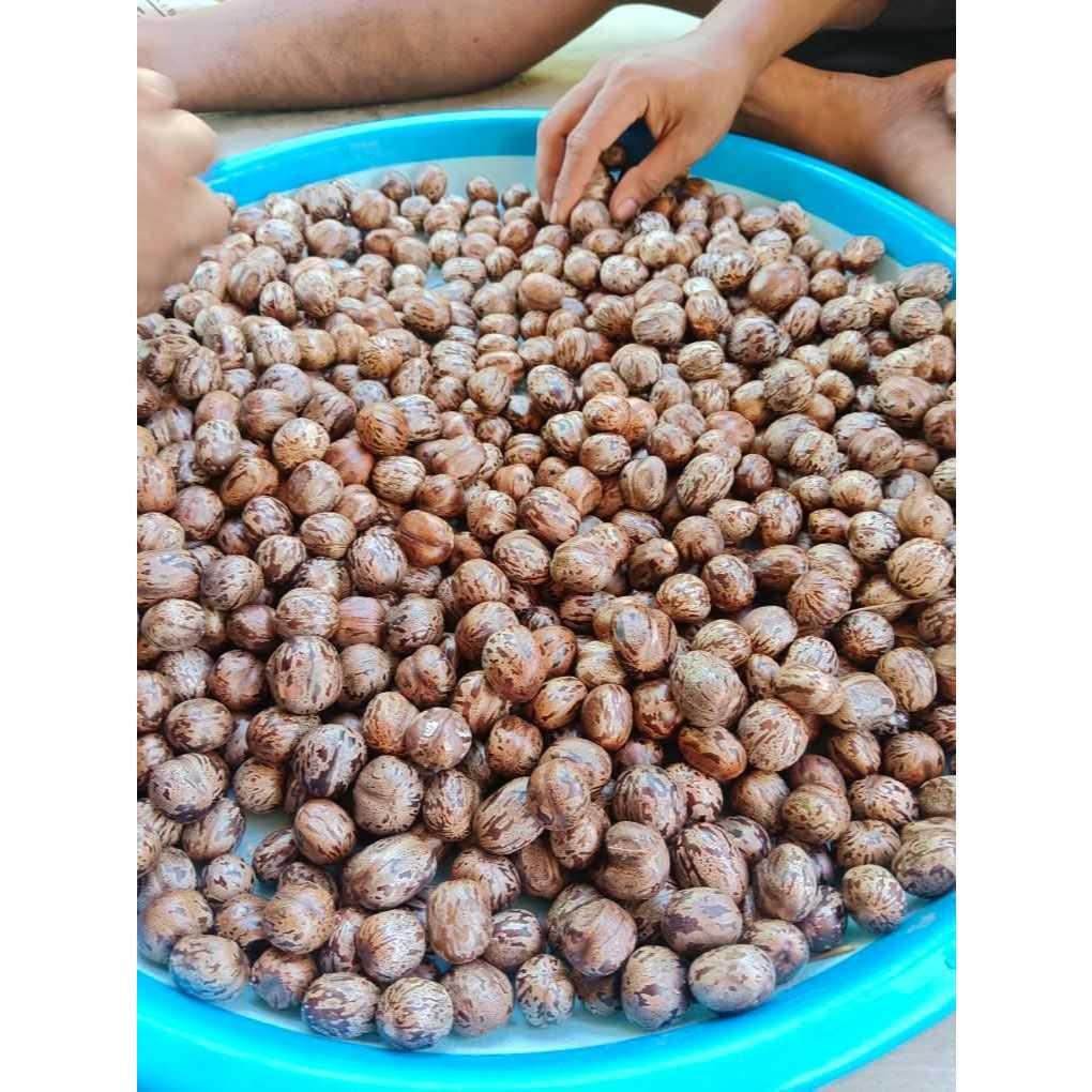 [COD]Biji Bibit Karet Super Medan Unggul Hasil Lateks Tinggi Isi 1kg