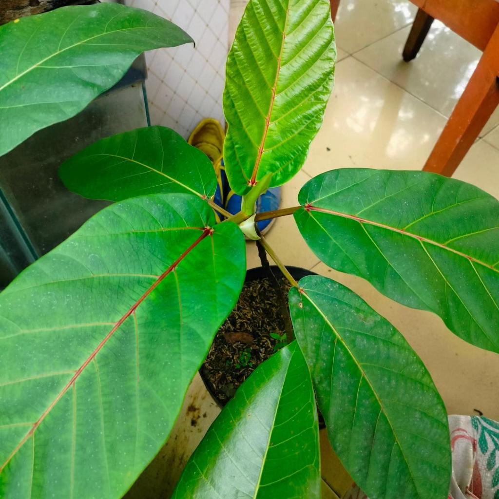 Ficus Brusii Papua daun bagus akar subur ORIGINAL