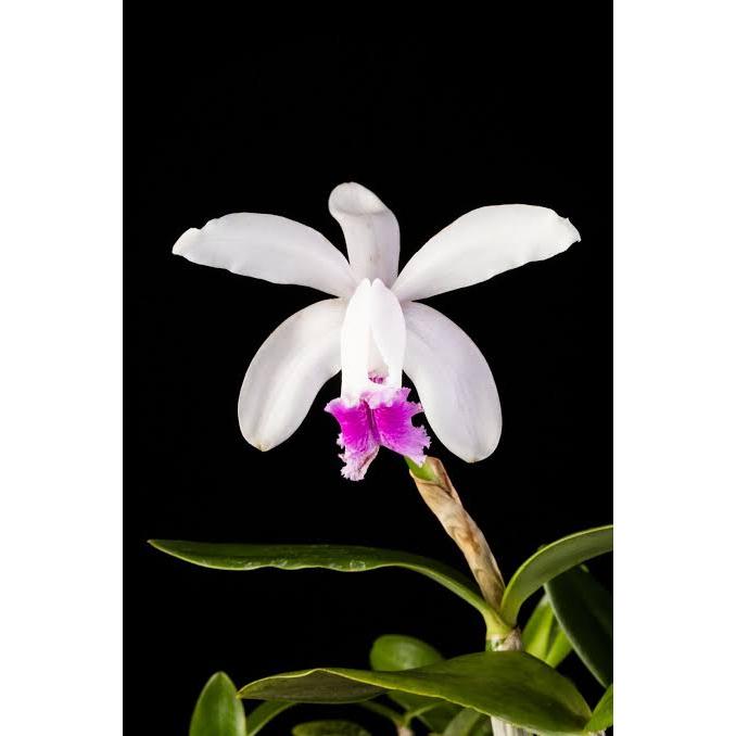 Anggrek Cattleya Intermedia – Bunga Wangi & Elegan