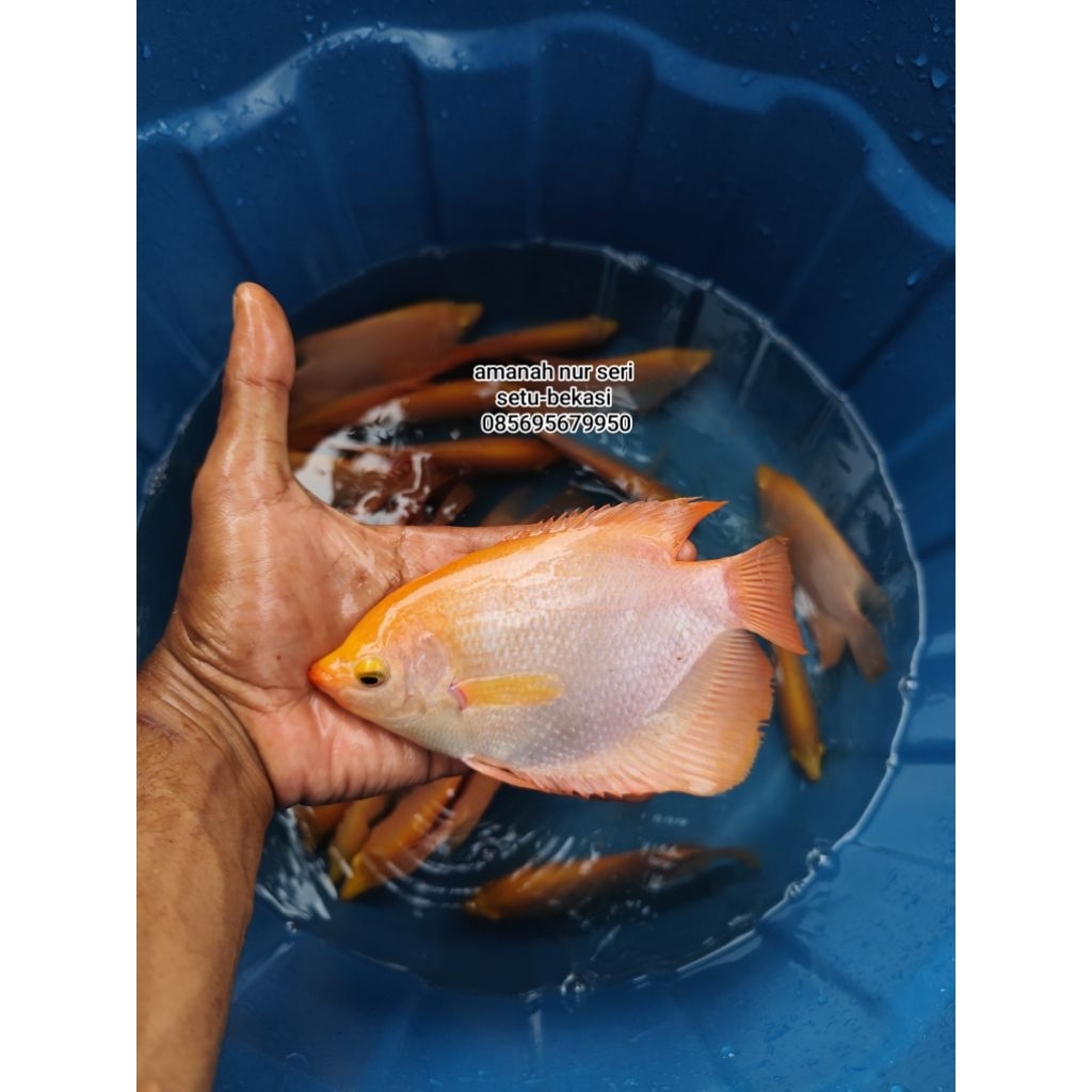 gurame Padang ukuran 4 jarian hidup